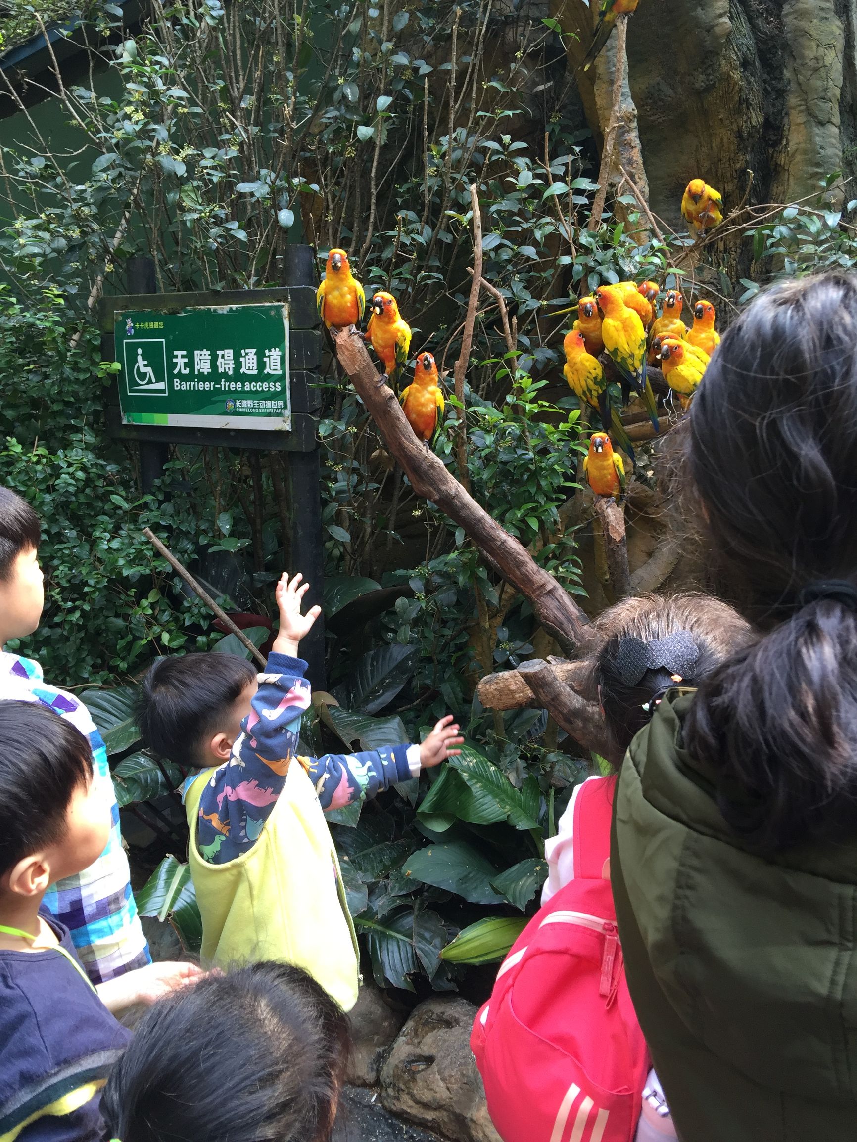 广州长隆野生动物园游玩新攻略,最近广州长隆野生动物园攻略