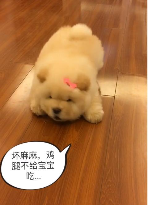 一条会怼主人的狗狗，松狮：吃不到鸡腿，狗生还有什么意义