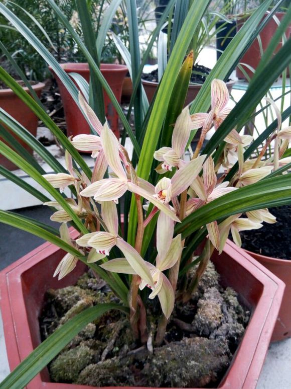 这五种花不能养,如何给兰花施肥的正确方法