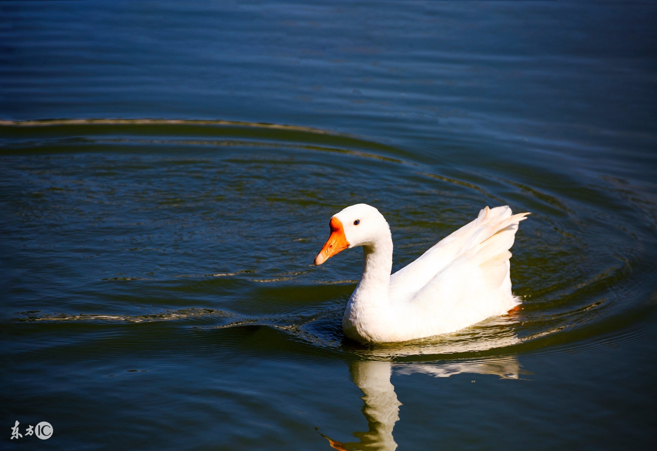 提高鹅产蛋率用什么药好,喂什么提高鸽子产蛋量