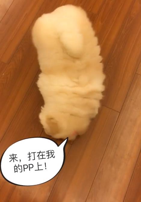 一条会怼主人的狗狗，松狮：吃不到鸡腿，狗生还有什么意义