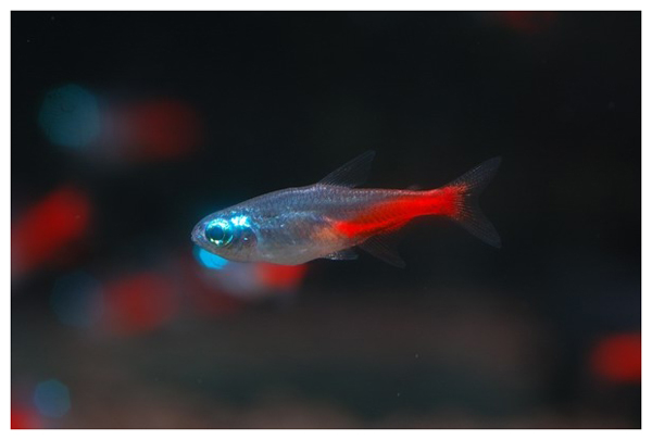小型红绿灯热带观赏鱼大全,淡水热带红绿灯鱼