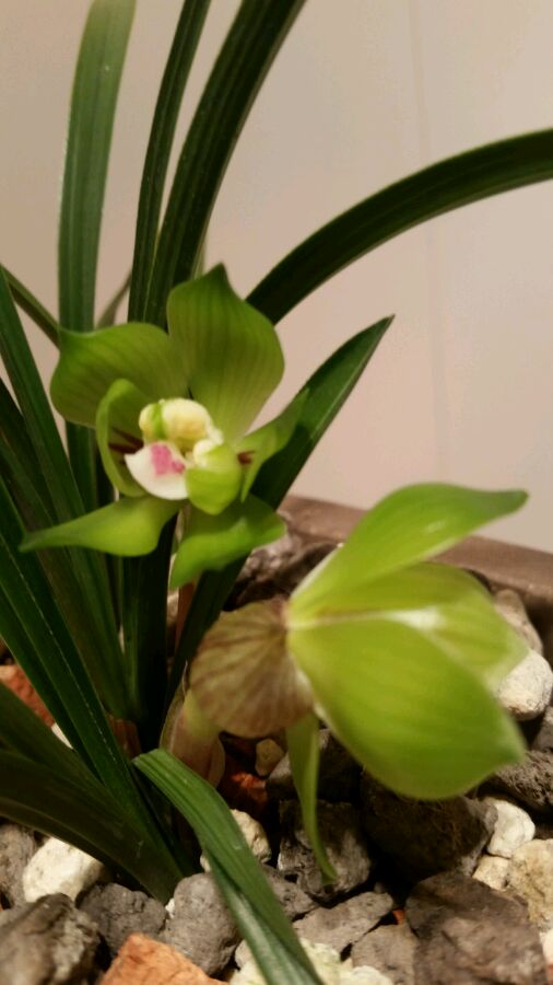 这五种花不能养,如何给兰花施肥的正确方法