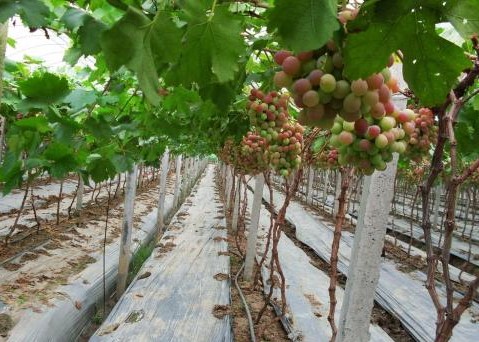 家里藤蔓植物,合适室外盆栽种植的藤蔓植物