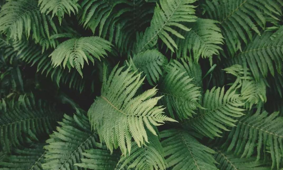 侏罗纪世界公园取景地,侏罗纪公园拍摄地点在哪里