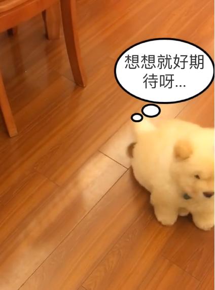 一条会怼主人的狗狗，松狮：吃不到鸡腿，狗生还有什么意义