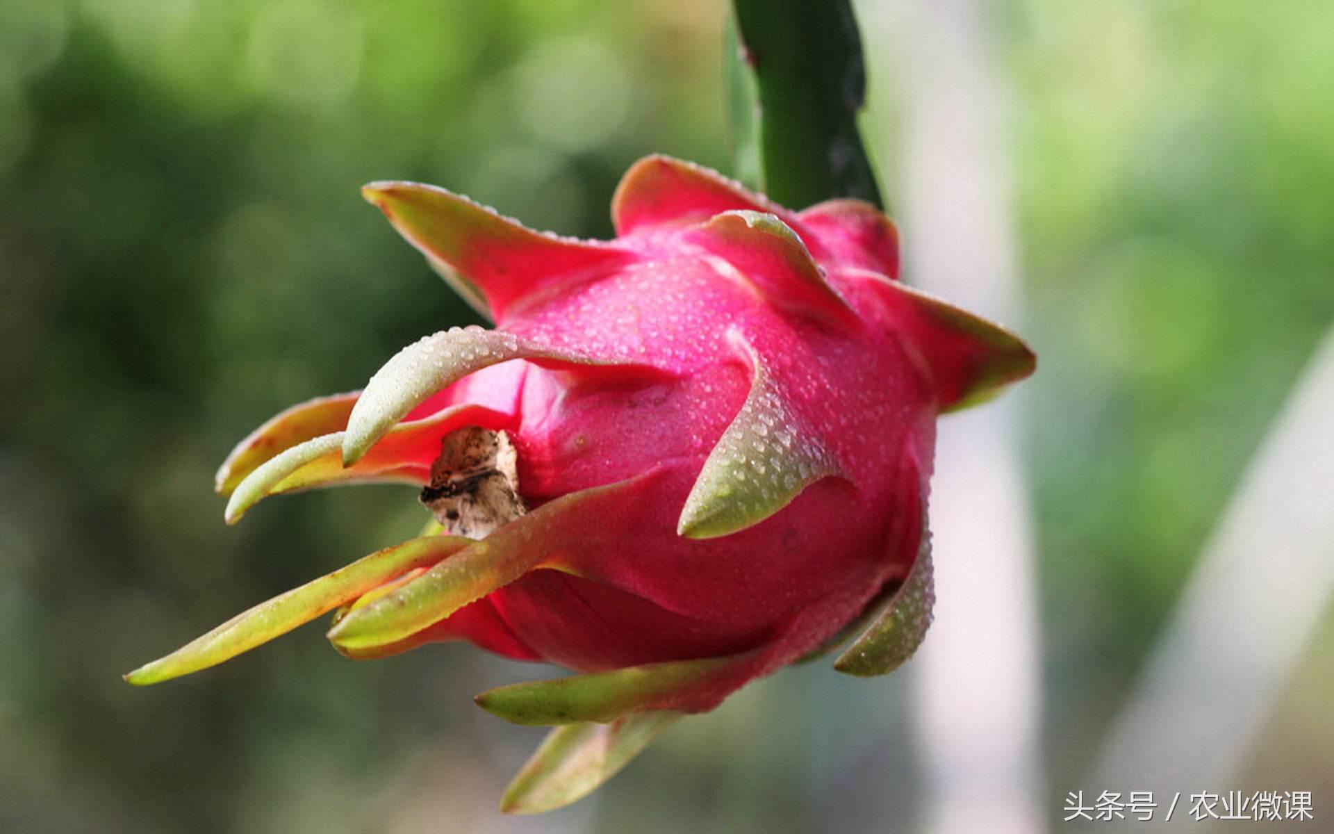 火龙果的一般亩产量是多少公斤,火龙果一年的产量有多少