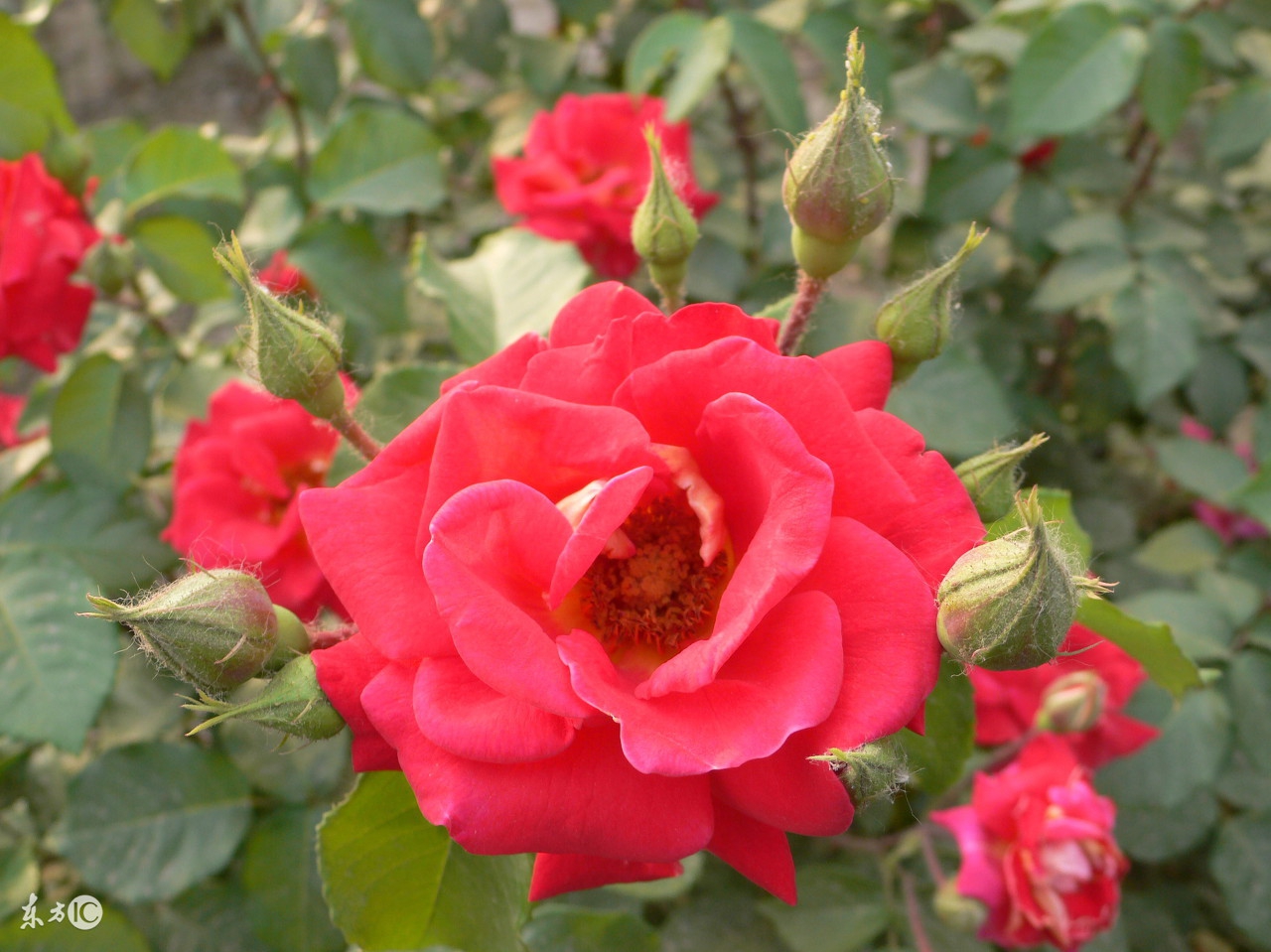 花店买的玫瑰花基本都是月季吗,在花店买的玫瑰拿回家该怎么养