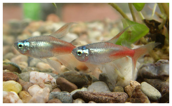 小型红绿灯热带观赏鱼大全,淡水热带红绿灯鱼
