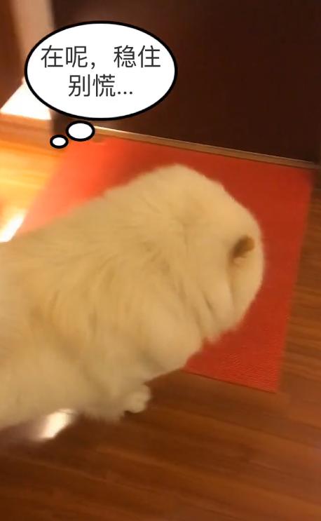 一条会怼主人的狗狗，松狮：吃不到鸡腿，狗生还有什么意义