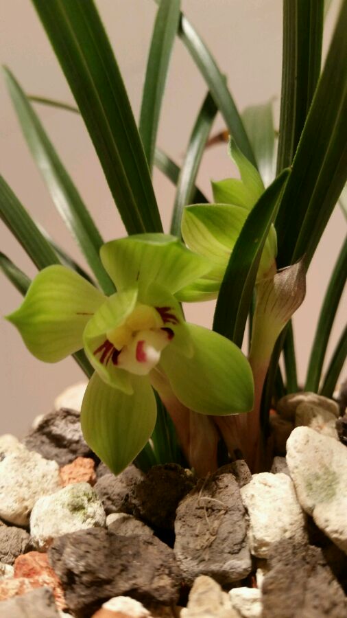 这五种花不能养,如何给兰花施肥的正确方法