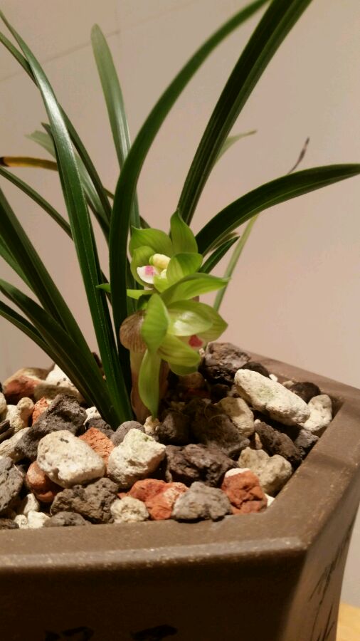 这五种花不能养,如何给兰花施肥的正确方法