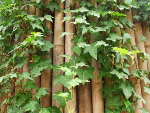 家里藤蔓植物,合适室外盆栽种植的藤蔓植物