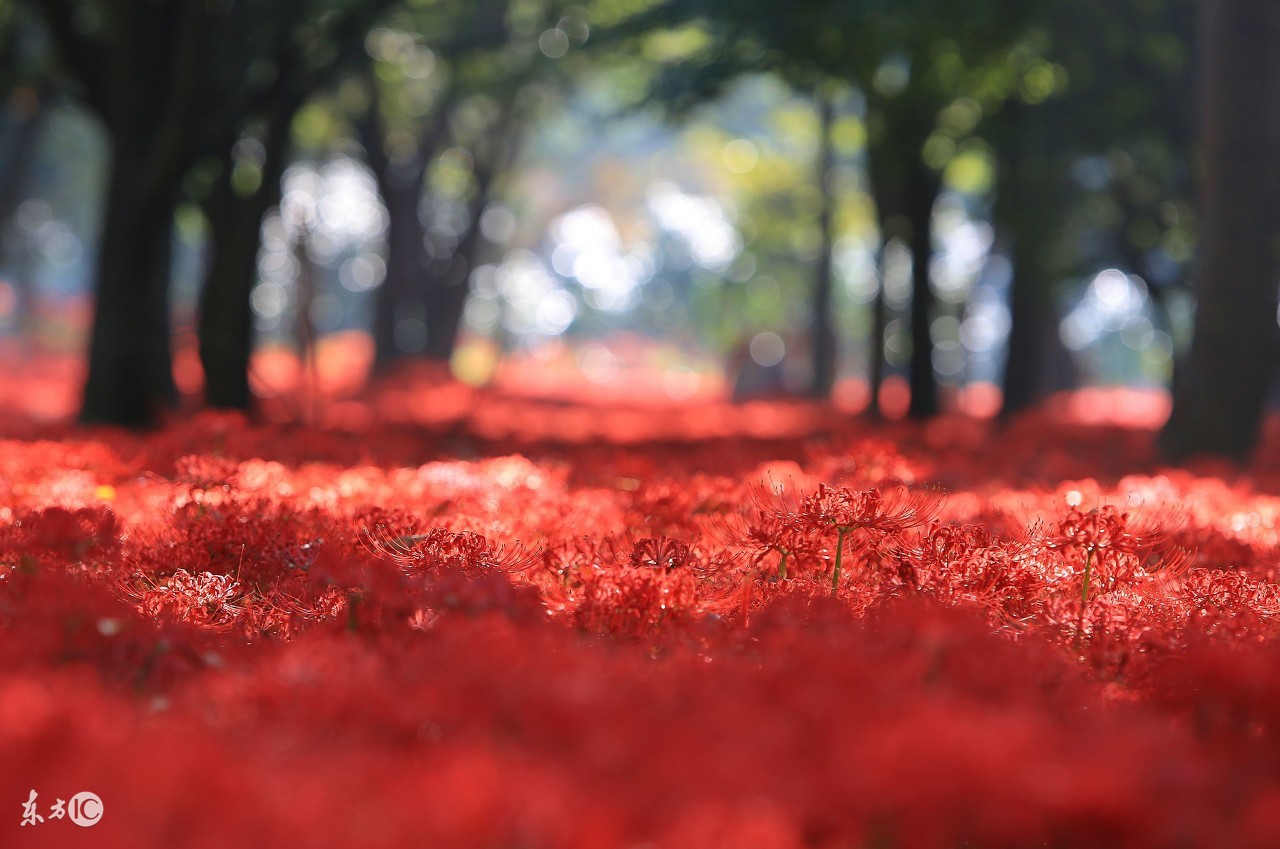 民间故事白衣女,红衣潇潇的作品