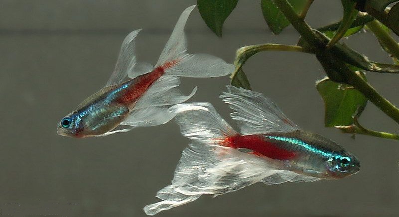 小型红绿灯热带观赏鱼大全,淡水热带红绿灯鱼