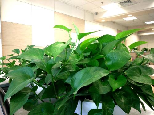 家里藤蔓植物,合适室外盆栽种植的藤蔓植物