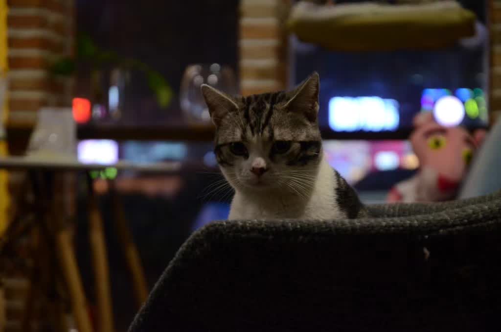 杭州能够撸猫的店,杭州撸猫地方推荐