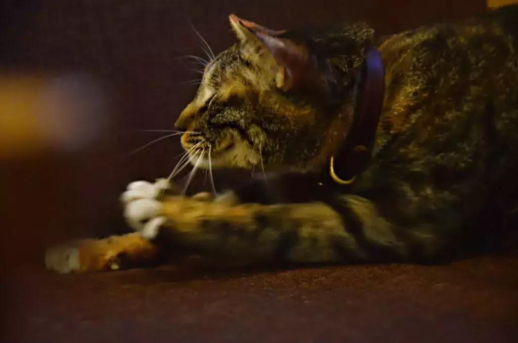 杭州能够撸猫的店,杭州撸猫地方推荐