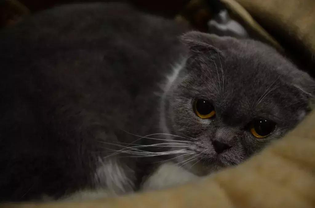 杭州能够撸猫的店,杭州撸猫地方推荐