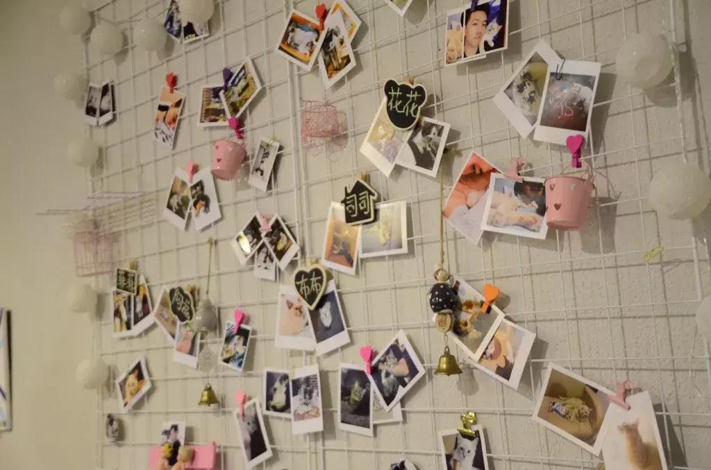 杭州能够撸猫的店,杭州撸猫地方推荐