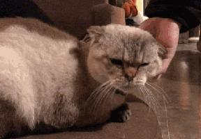 杭州能够撸猫的店,杭州撸猫地方推荐