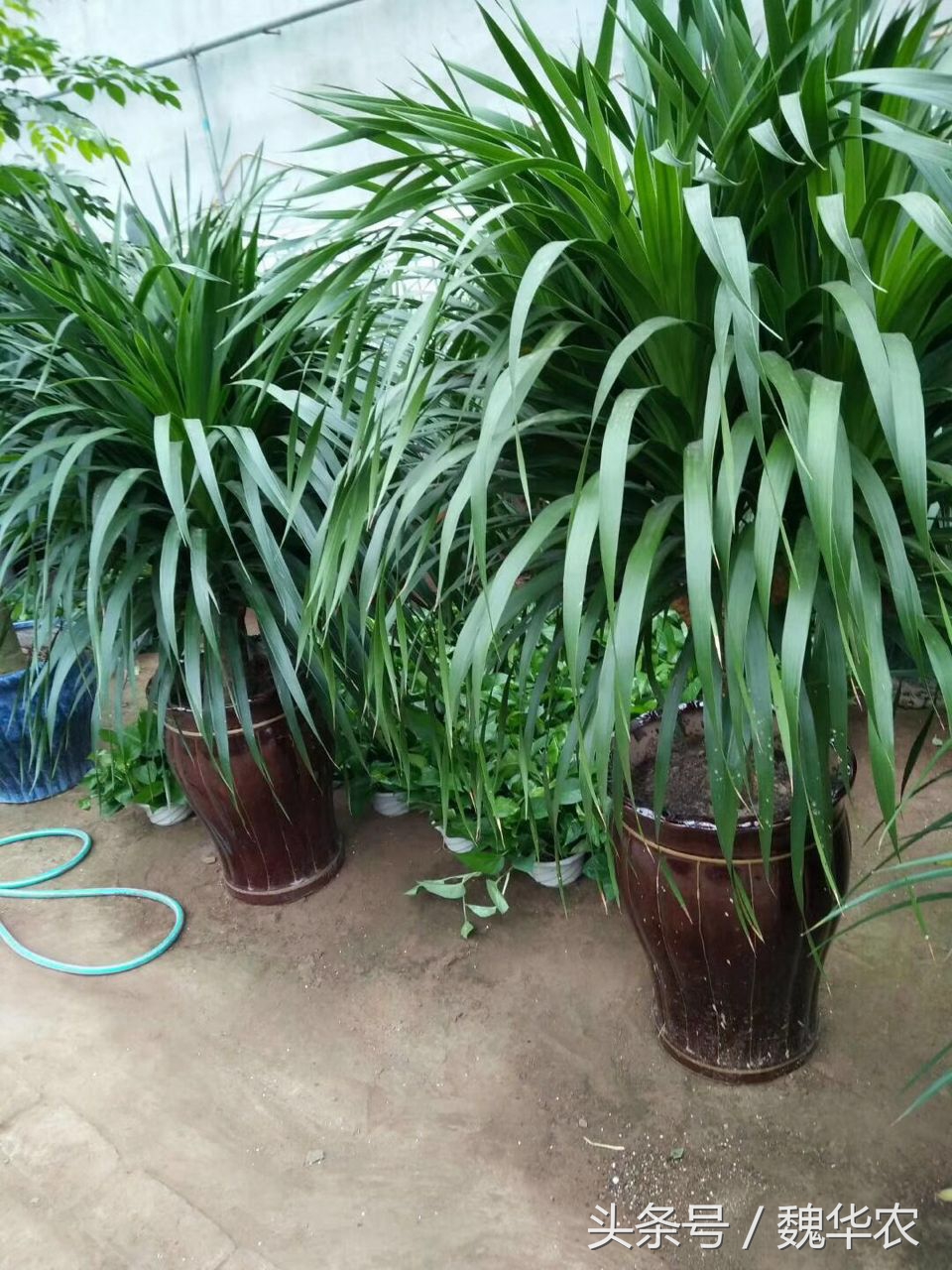 龙血树栽上半月不长根,龙血树怎么养的叶子短