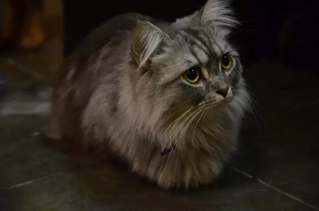 杭州能够撸猫的店,杭州撸猫地方推荐