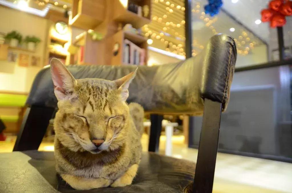 杭州能够撸猫的店,杭州撸猫地方推荐