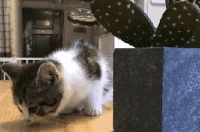 杭州能够撸猫的店,杭州撸猫地方推荐