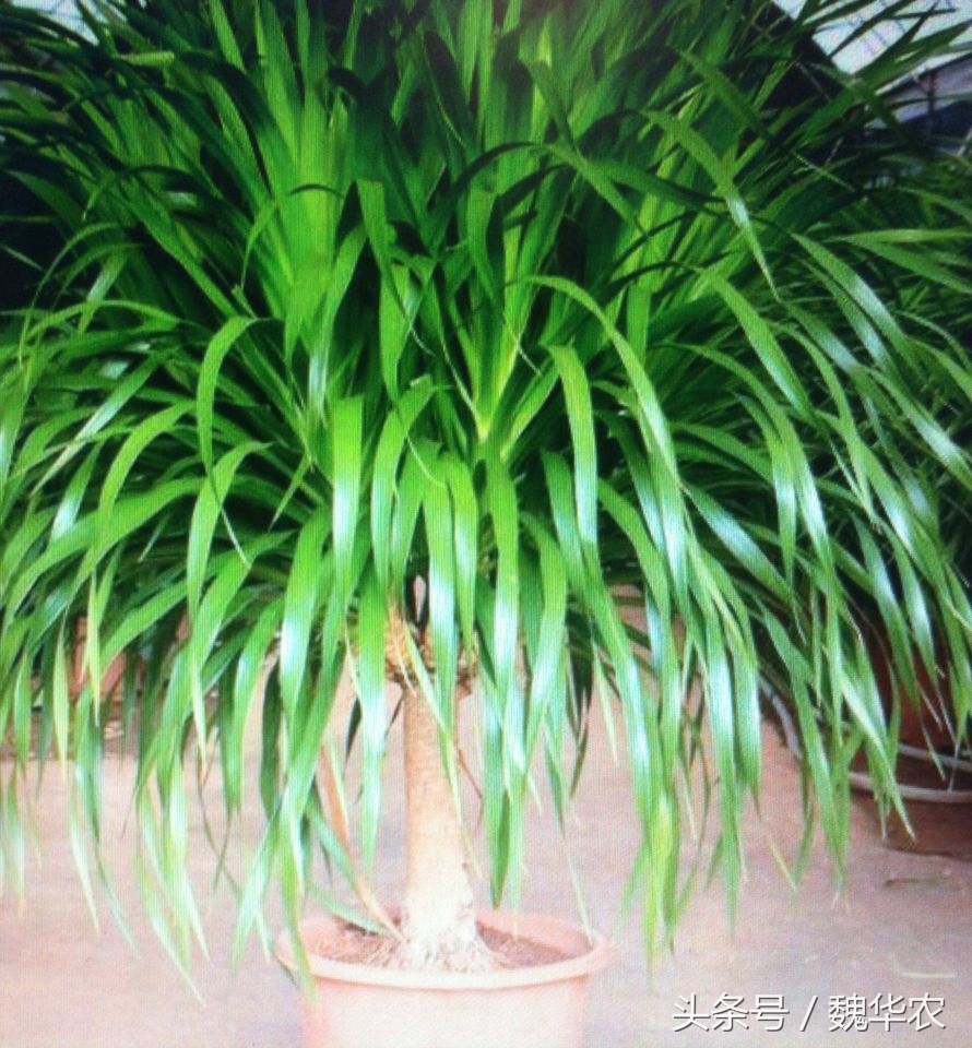 龙血树栽上半月不长根,龙血树怎么养的叶子短