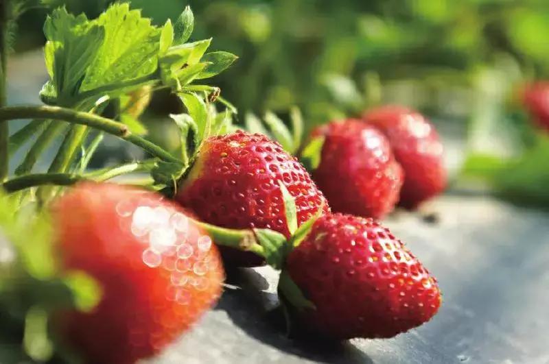 成都周边10个摘草莓好去处,成都采草莓哪个地方最好
