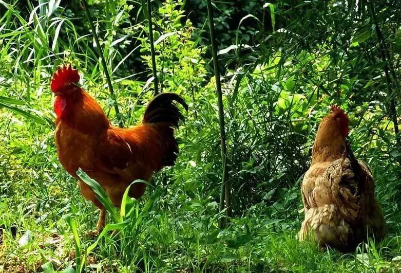 蛙宝的缺点,蛙宝的真实样子