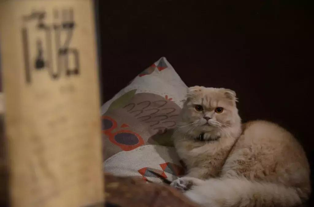 杭州能够撸猫的店,杭州撸猫地方推荐