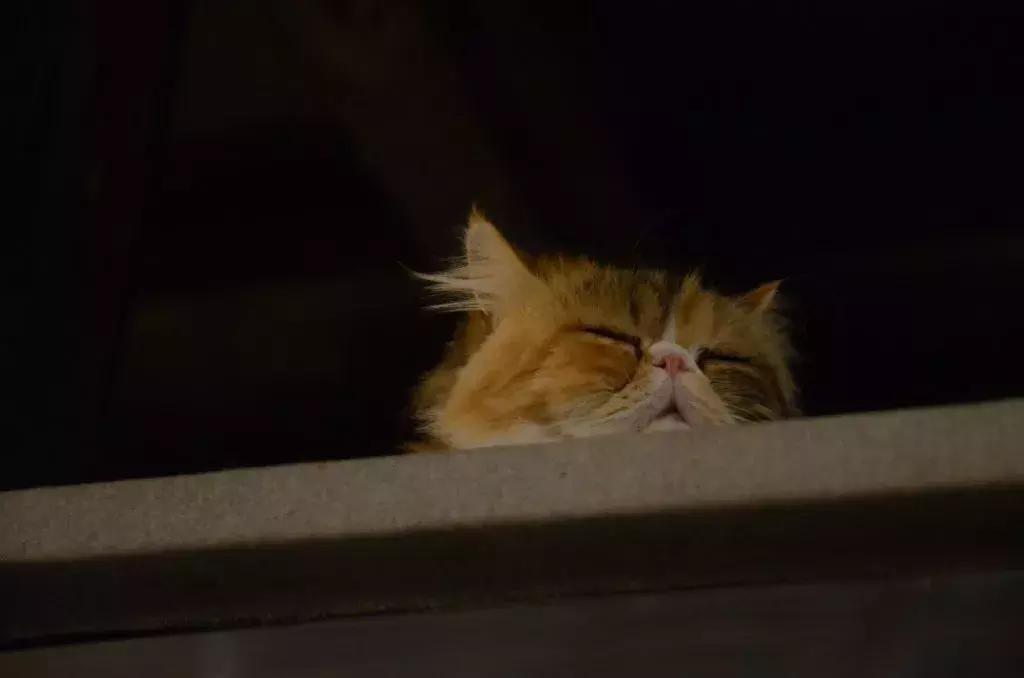 杭州能够撸猫的店,杭州撸猫地方推荐