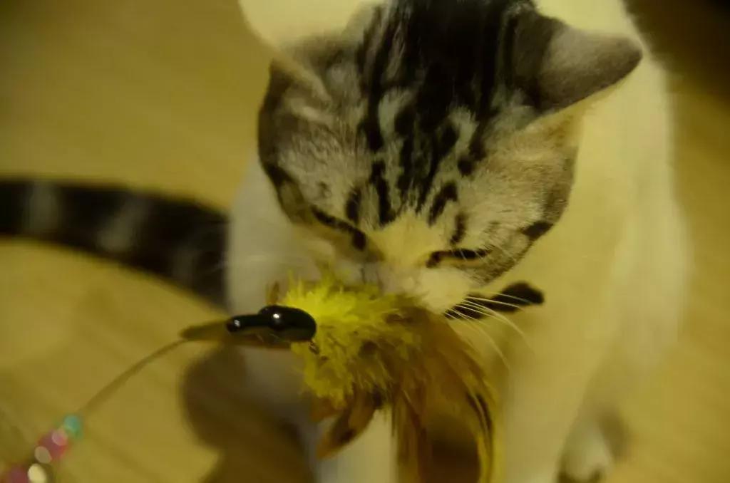 杭州能够撸猫的店,杭州撸猫地方推荐