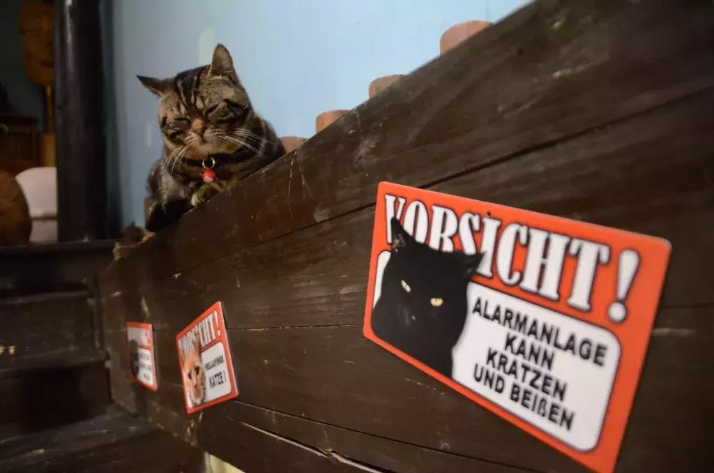 杭州能够撸猫的店,杭州撸猫地方推荐