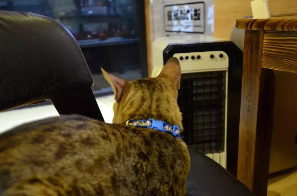 杭州能够撸猫的店,杭州撸猫地方推荐