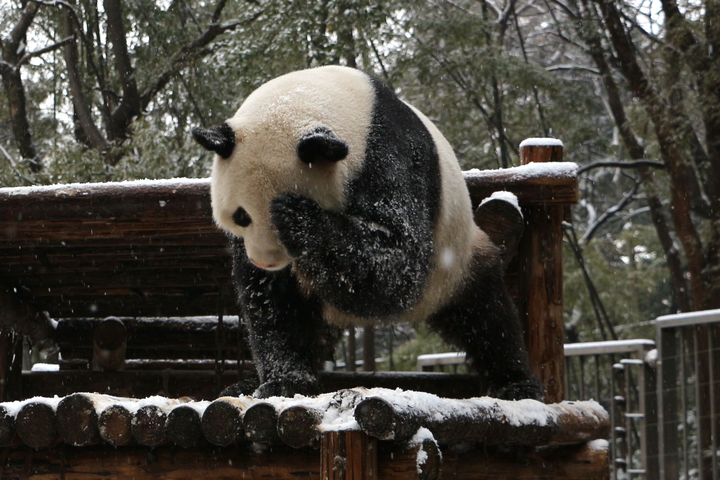 秋高气爽大熊猫户外玩耍萌态十足,大熊猫第一次在雪里玩耍