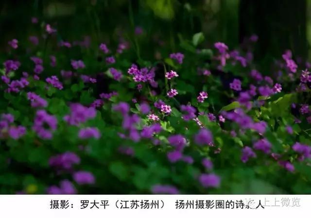 诗词荼蘼,荼蘼诗词