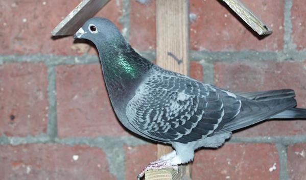 信鸽怎么选购和养殖的区别,信鸽怎么选购和养好的区别