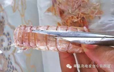 和皮皮虾长得一样的虫子,皮皮虾红色虫子