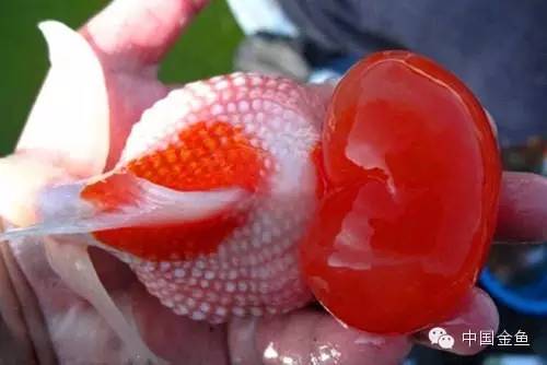 鳞片怪异的金鱼品种大全,国粹金鱼品种介绍之珍珠金鱼