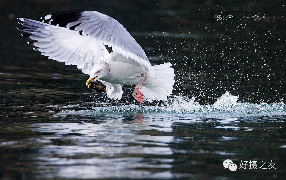各路大鸟说：秀恩爱，那必须去春天的西湖啊！（拍鸟地图附上）