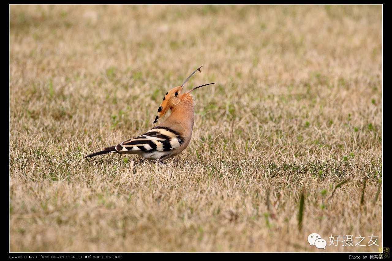 各路大鸟说：秀恩爱，那必须去春天的西湖啊！（拍鸟地图附上）