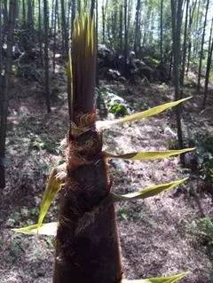 五一怎么耍？南溪“澳门游”，长宁篝火晚会、烤全羊、漂流，兴文花山节（攻略get√）