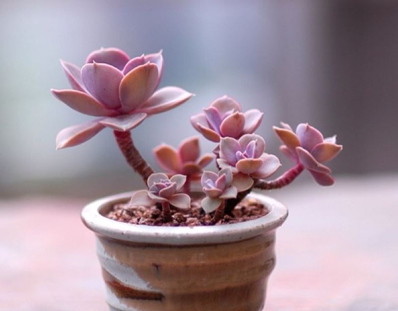 多肉植物养殖方法新手教程,多肉植物养殖的常识和技巧有哪些