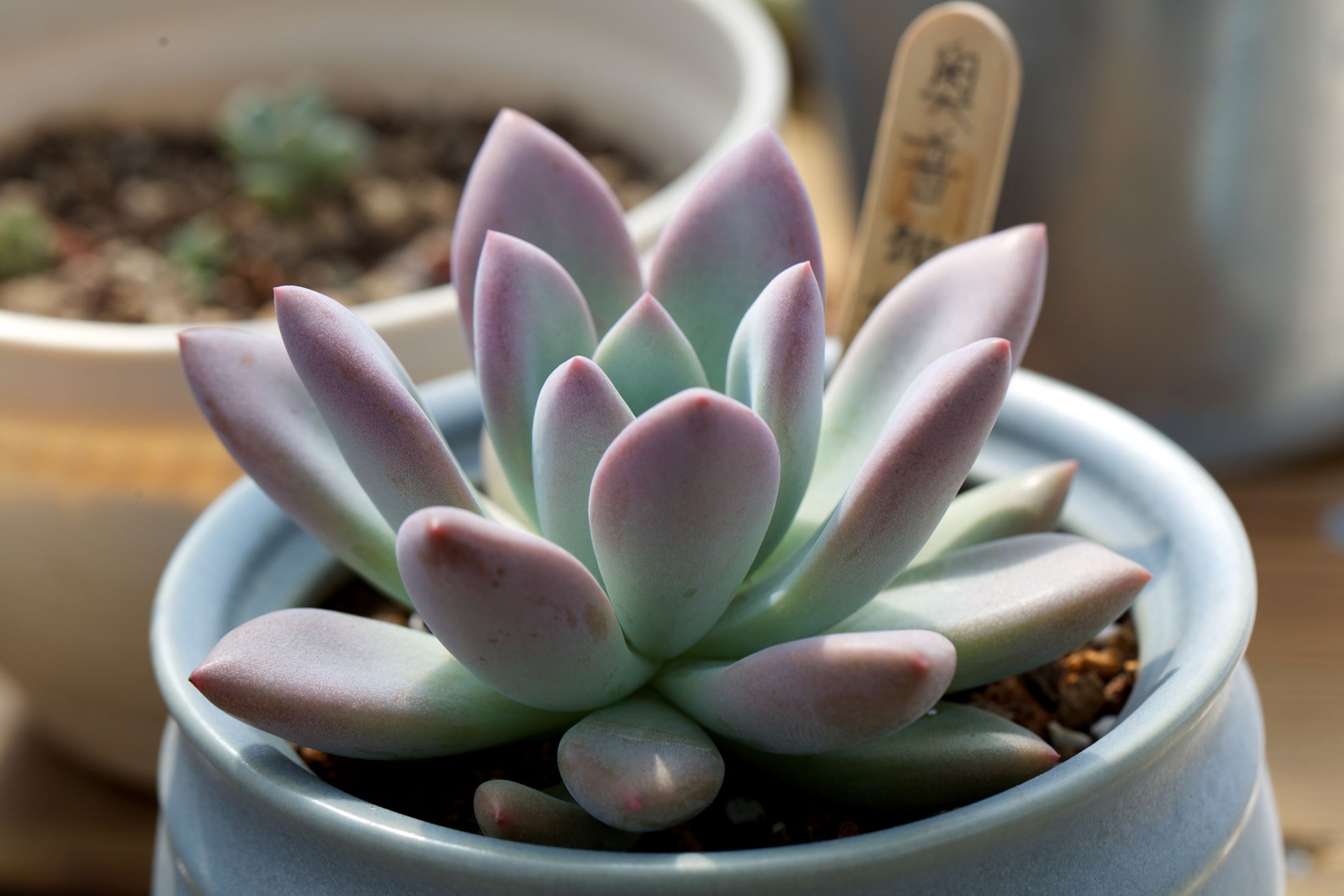 多肉植物养殖方法新手教程,多肉植物养殖的常识和技巧有哪些