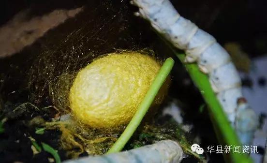 老家白白胖胖的白色虫子,小时候白色的虫子