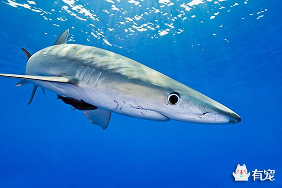 中国传统名贵食材鱼翅,鱼翅到底是啥东西