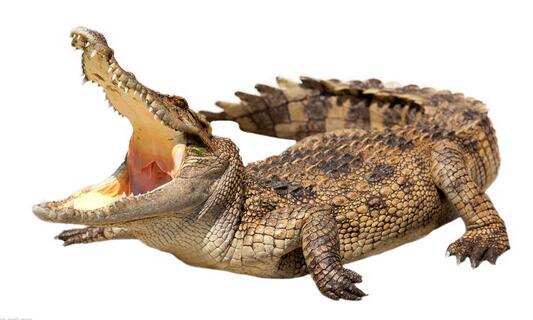 鳄鱼为什么不灭绝啊,鳄鱼为什么没有跟恐龙一起灭绝